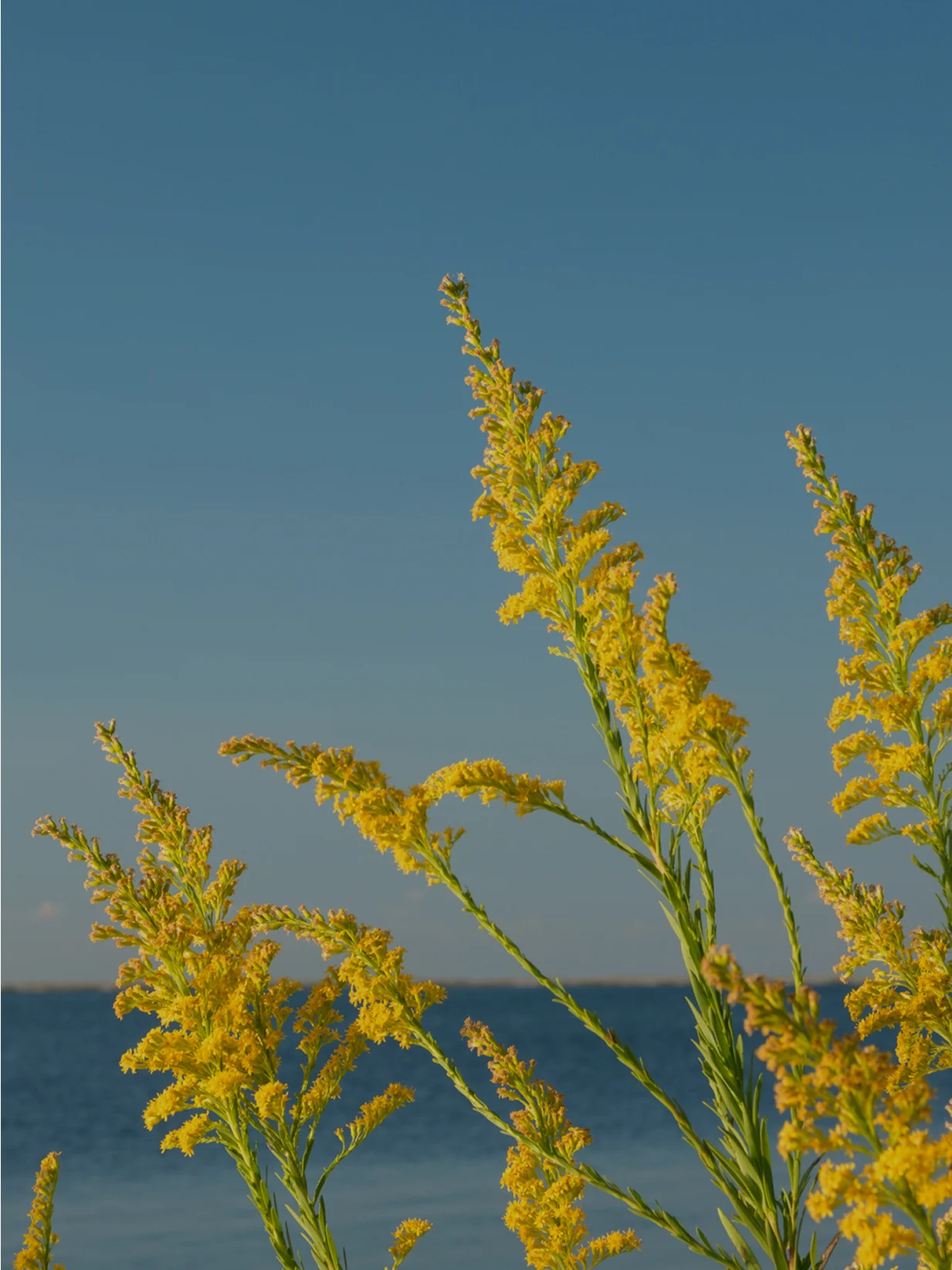 category-affirmations